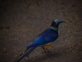 Close-up of bird perching on ground