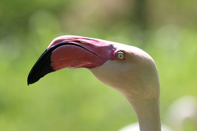 Close-up of a bird