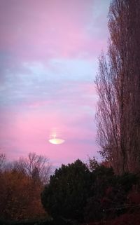 Silhouette trees by plants against sky during sunset