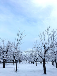 Bare trees on snow covered land against sky