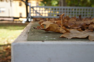 Close-up of squirrel on leaf