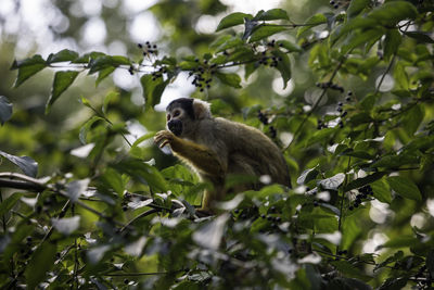 Monkey on tree