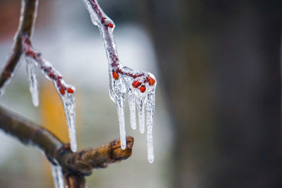 Close-up of icicles hanging on branch