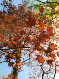 Low angle view of cherry blossom tree during autumn