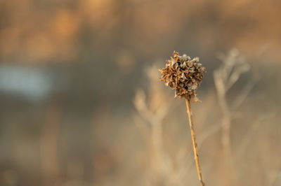 Close-up of wilted flower on field