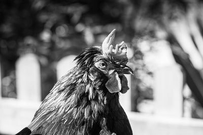 Close up low level view of male rooster cockerel showing black and gold feathers 