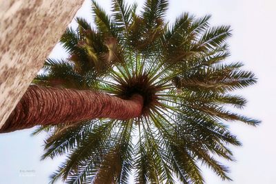 Low angle view of palm trees