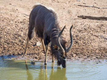 Horse drinking water in lake