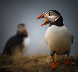 Close-up of birds perching on a land