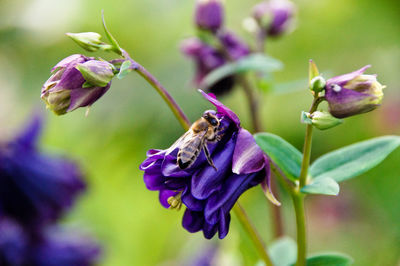 Close-up of bee pollinating on purple aquilegia vulgaris flower