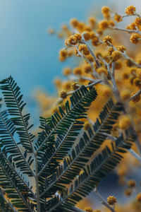 Low angle view of plants against sky