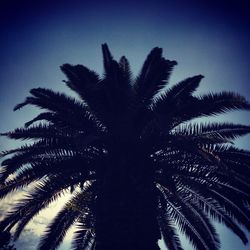 Low angle view of palm trees