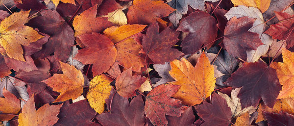 Fall maple leaves banner background