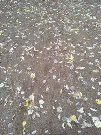 High angle view of autumn leaves on street