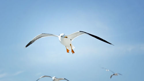 Low angle view of eagle flying against clear blue sky