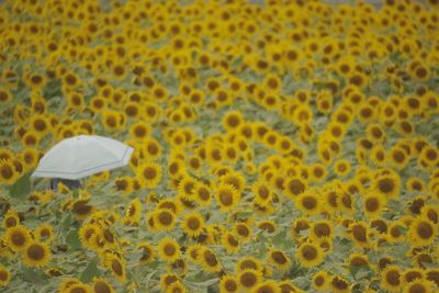 Full frame shot of yellow flowers