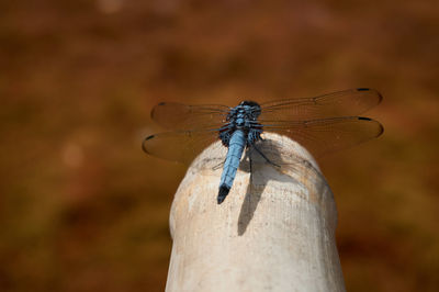 Close-up of dragonfly on wood