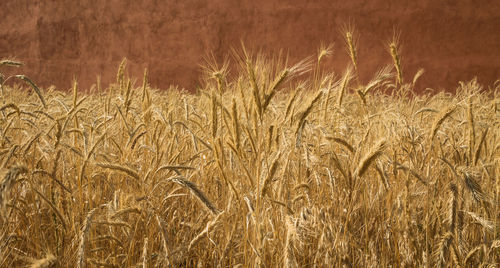 Full frame shot of wheat field