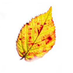 Close-up of maple leaf on white background