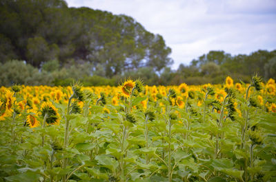 Close-up of oilseed rape field against sky