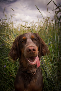 Close-up portrait of a dog on field