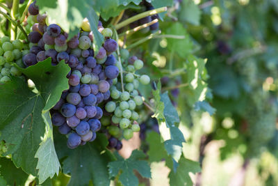 Close-up of grapes growing in vineyard