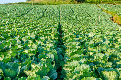 View of corn field