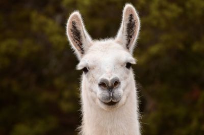 Close-up portrait of a llama 