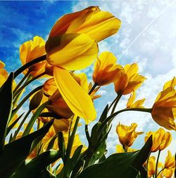 Low angle view of yellow flowers blooming against sky