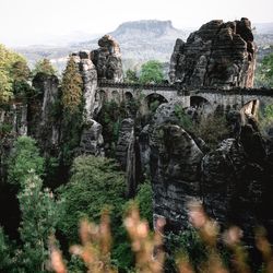 Trees on rock formations