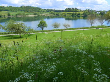 Scenic view of lake by trees on field against sky