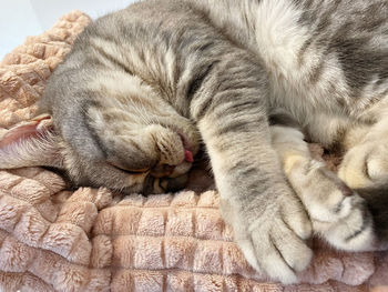 Close-up of cat sleeping on bed