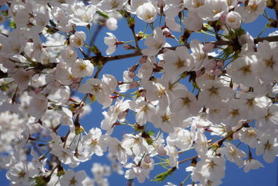 Low angle view of white flowering tree