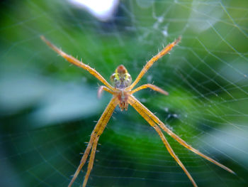 Close-up of spider on web