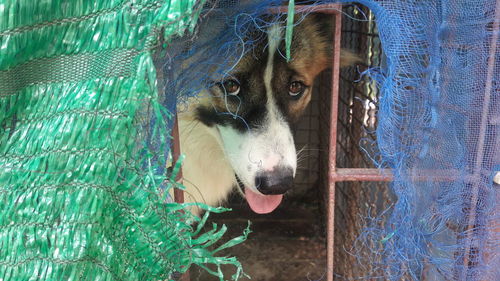 Portrait of dog in cage