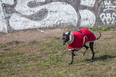 Dog on red road