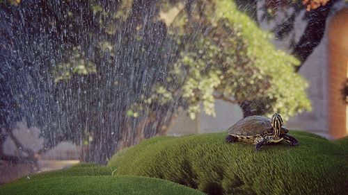Turtle on grass against fountain