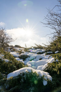 Scenic view of frozen plants against sky