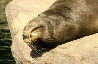 High angle view of sea lion resting on rock