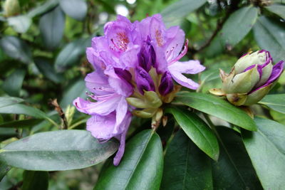 Close-up of pink flowering plant leaves