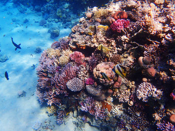 View of fishes swimming in sea