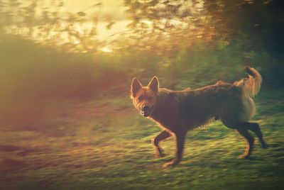 Dog on grassy field