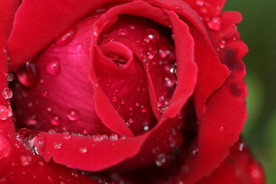 Close-up of wet red rose
