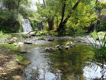 Scenic view of river in forest