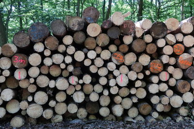 Stack of logs in forest