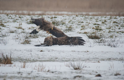 View of bird on snow covered land