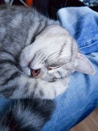 Close-up of cat sleeping