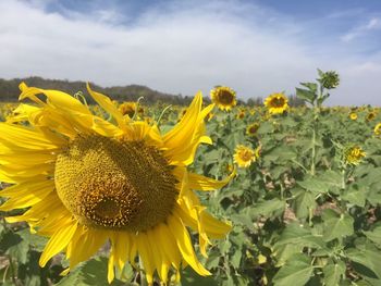 Close-up of yellow sunflower on field against sky