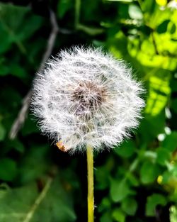 Close-up of dandelion on plant