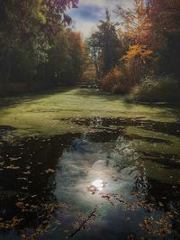 Scenic view of forest against sky during autumn